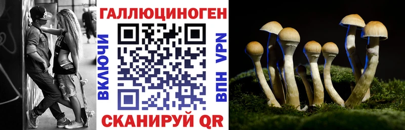 kraken онион  купить наркотики цена  Выборг  Псилоцибиновые грибы мицелий 